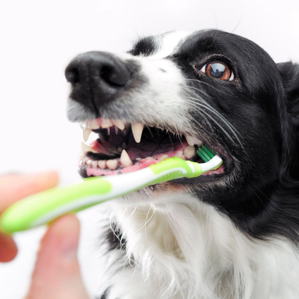 Brush for dogs teeth fashion