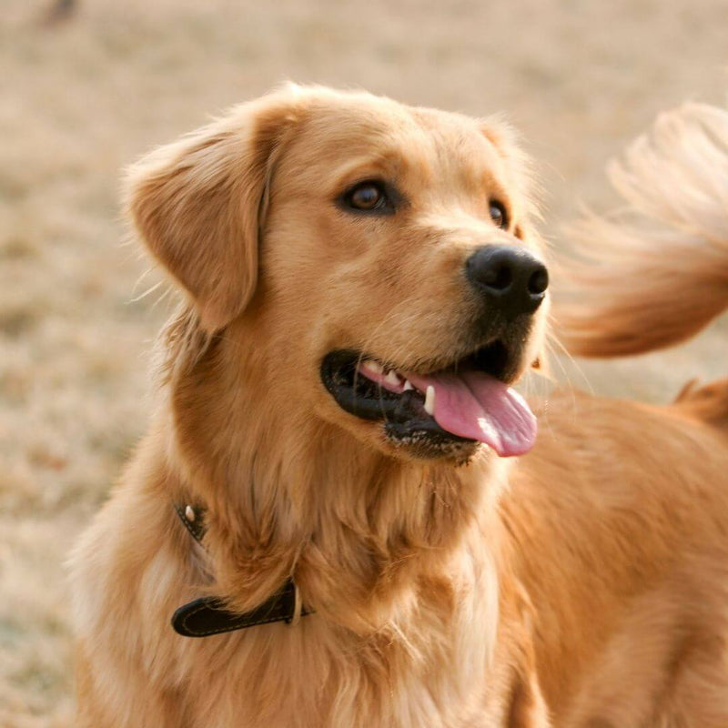 golden retriever dog, golden retriever puppy