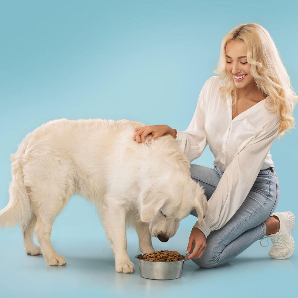 How to Solve Dog Digestive Problems Petz Park