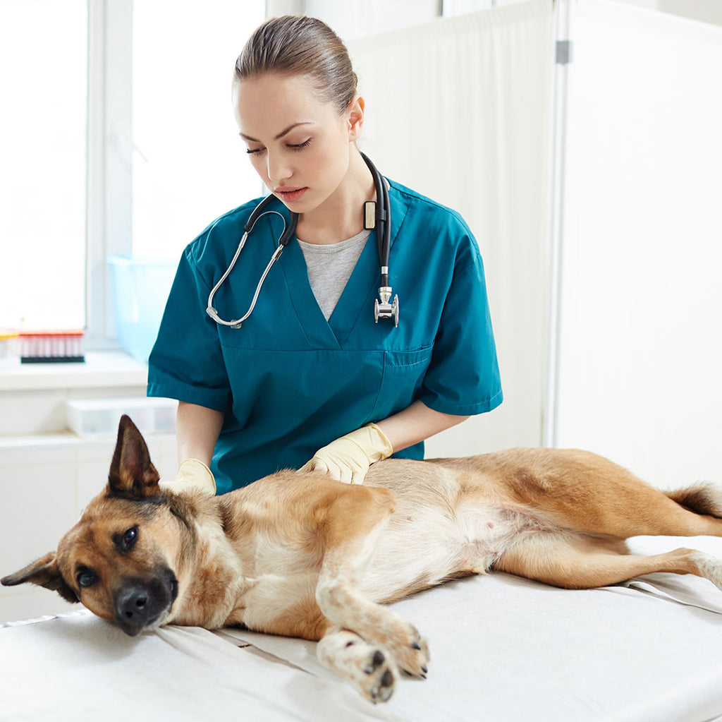 what causes a blocked bile duct in dogs