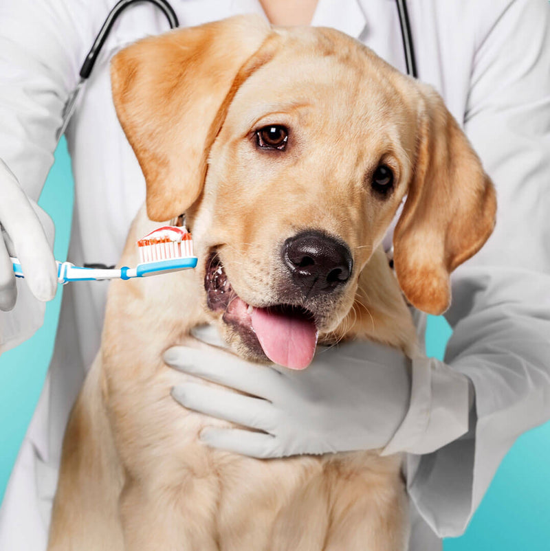 dog-dental-care