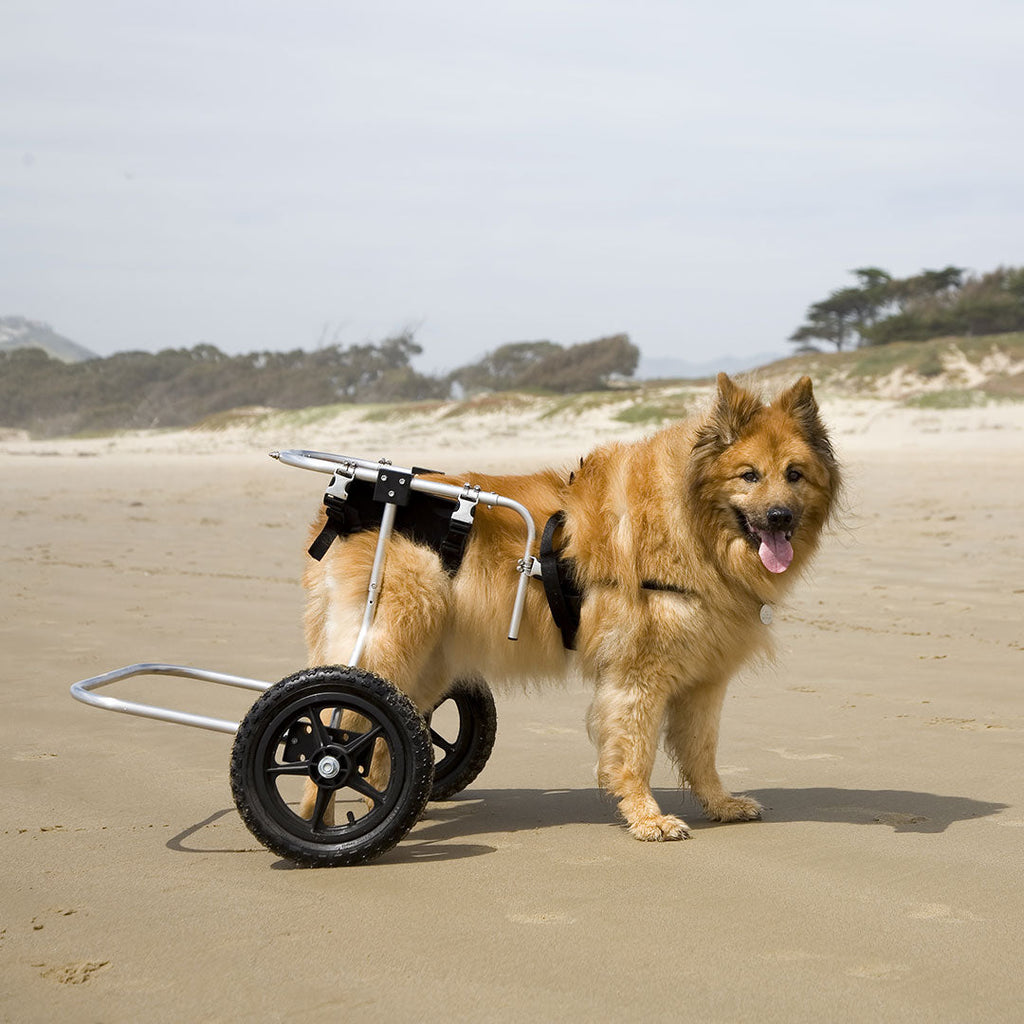 The Best Prevention For Hip Dysplasia In Dogs