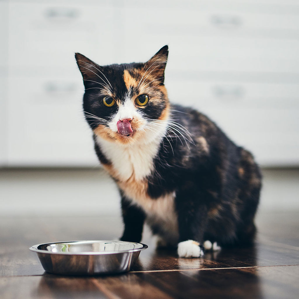 Probiotics for cats hot sale benefits