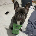 french bulldog, does my dog need a probiotic?, easy to use probiotic for dogs