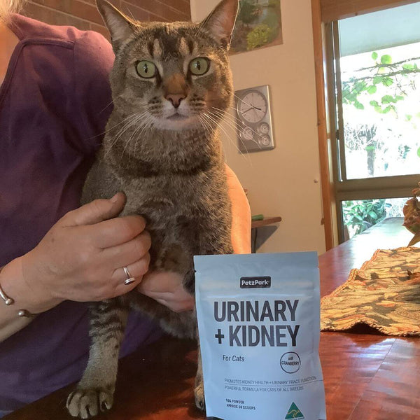 cat with UTI, what helps a cat with UTIs, cranberry for cat UTI
