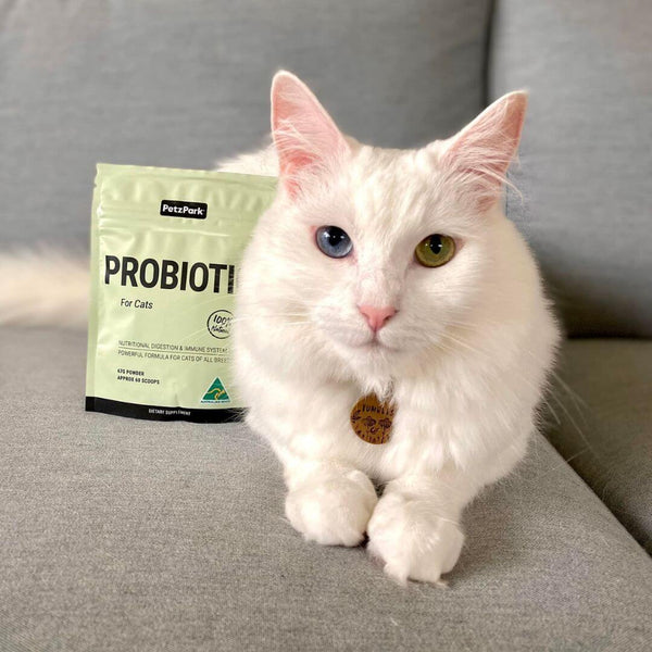 white cat with probiotic, probiotic for cat, cat supplements, cat probiotic