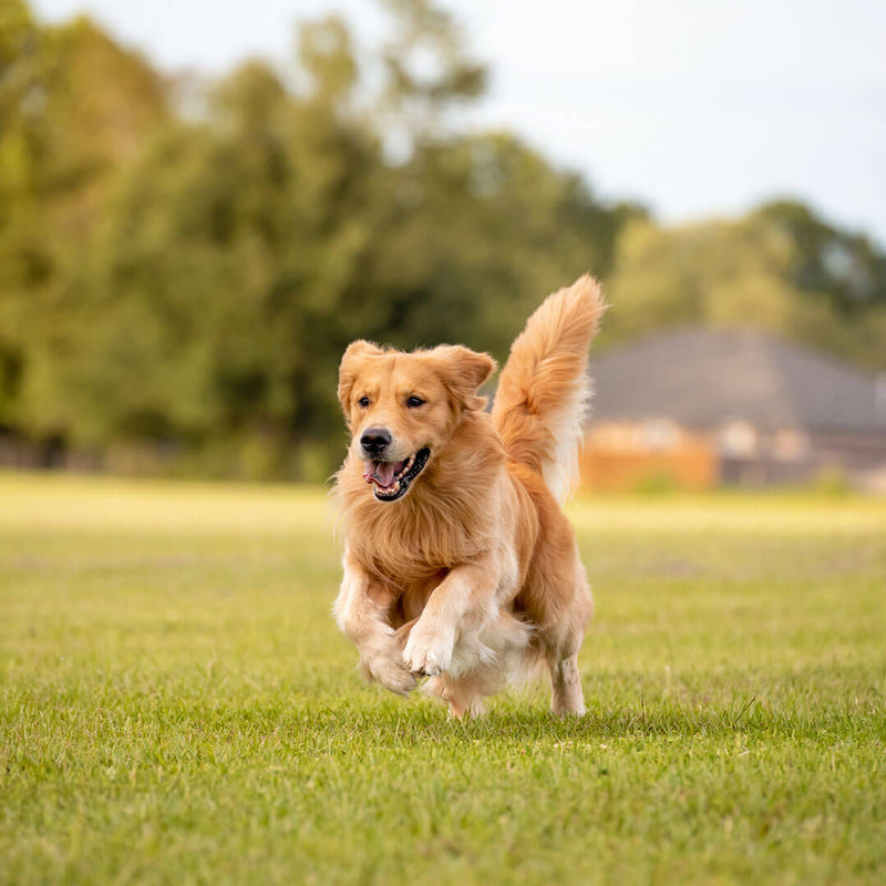 10 Signs That Your Dog Needs Probiotics