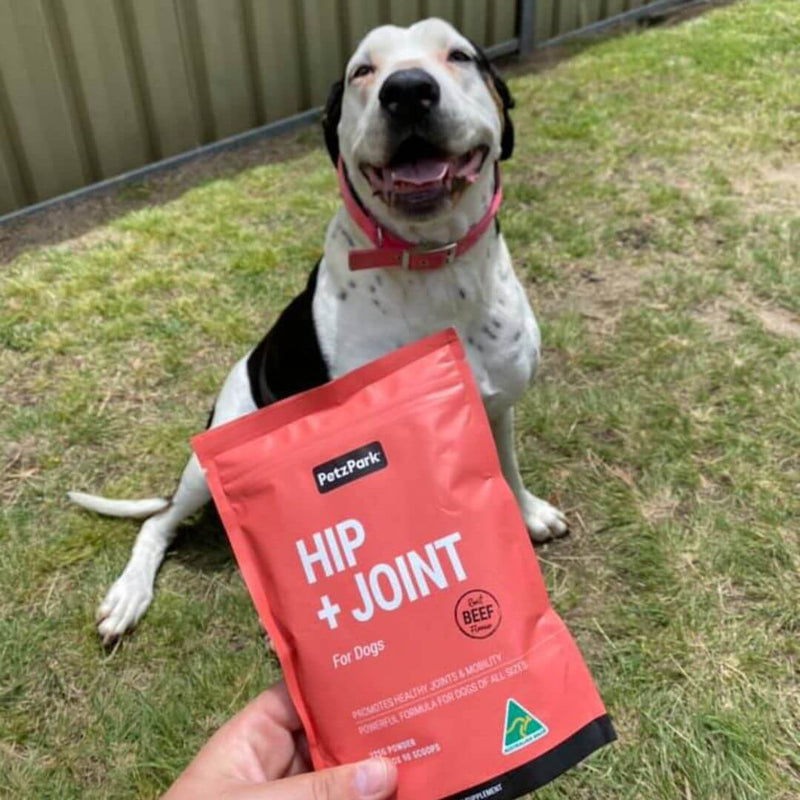 an old dog with arthritis sitting next to a pack of Hip and Joint supplement