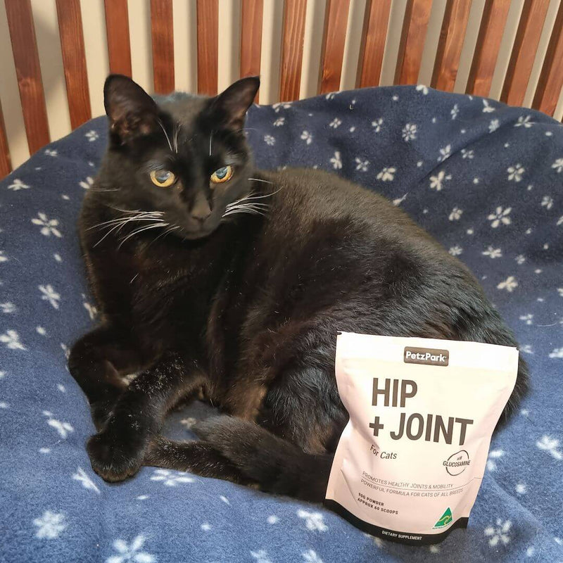 an ageing dog with arthritis sitting besides a hip and join supplement pack