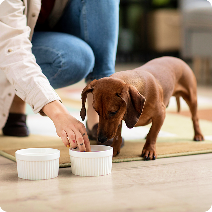a dog eating food mixed with supplements
