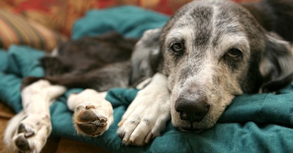an ageing dog