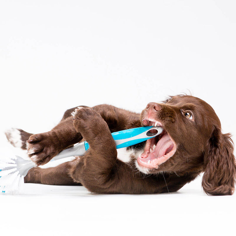Benefits of Chew Toys For Dogs