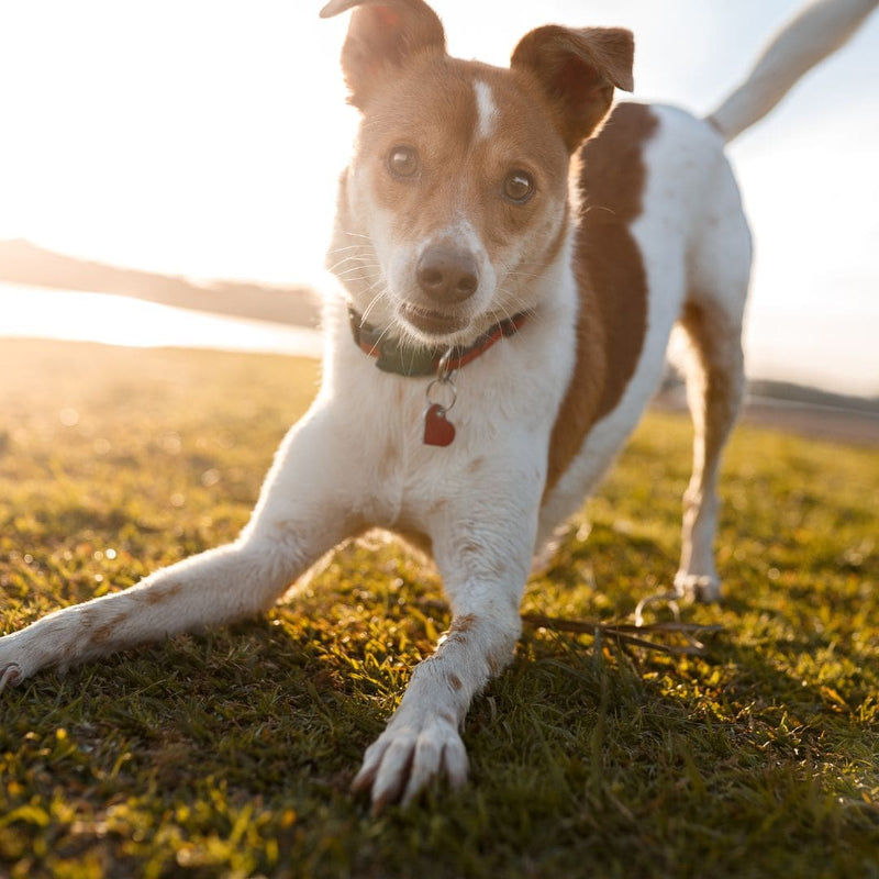 jack russel dog with sensitive tummy