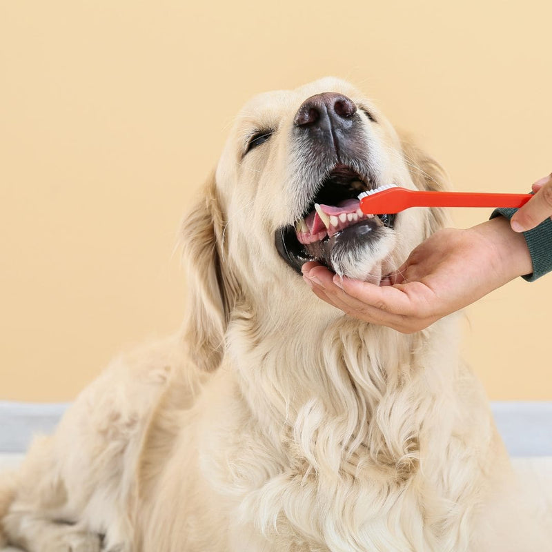 dog teeth brushing