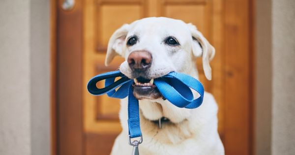 A playful dog with a healthy kidney