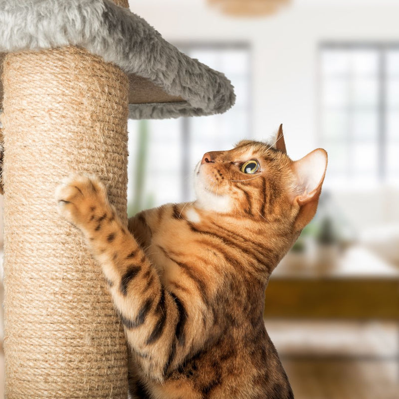 ginger cat scratching at pole