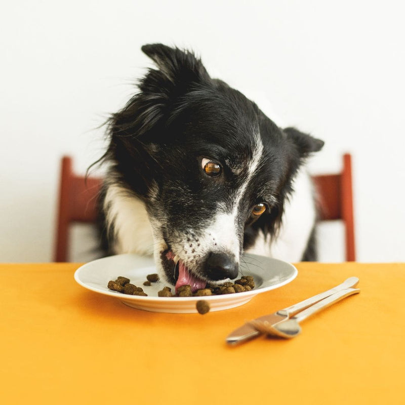The Link Between Gut Health and Overall Wellness in Dogs
