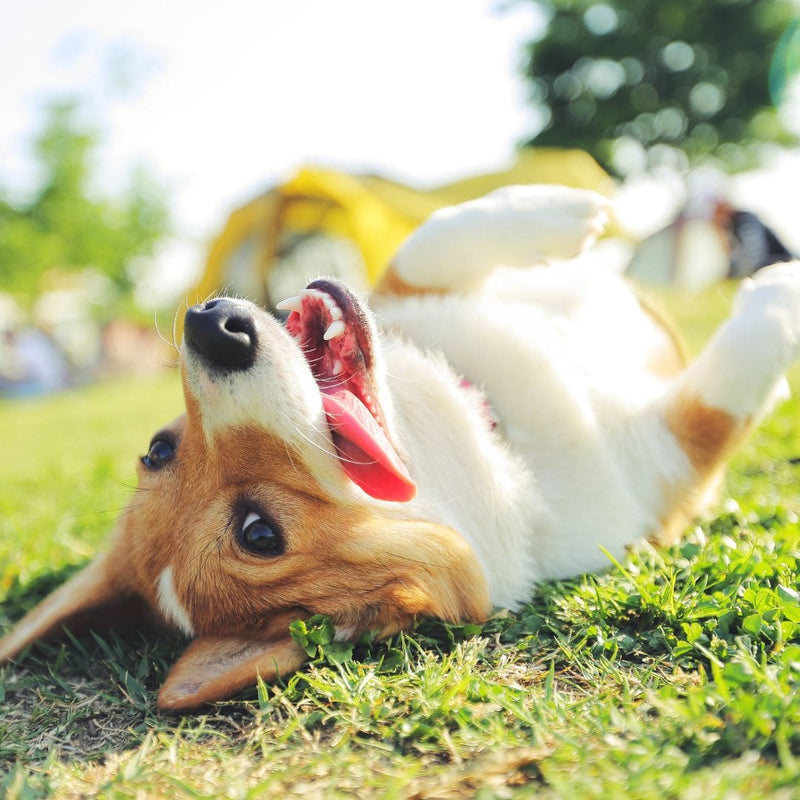 corgi dog lying on its back
