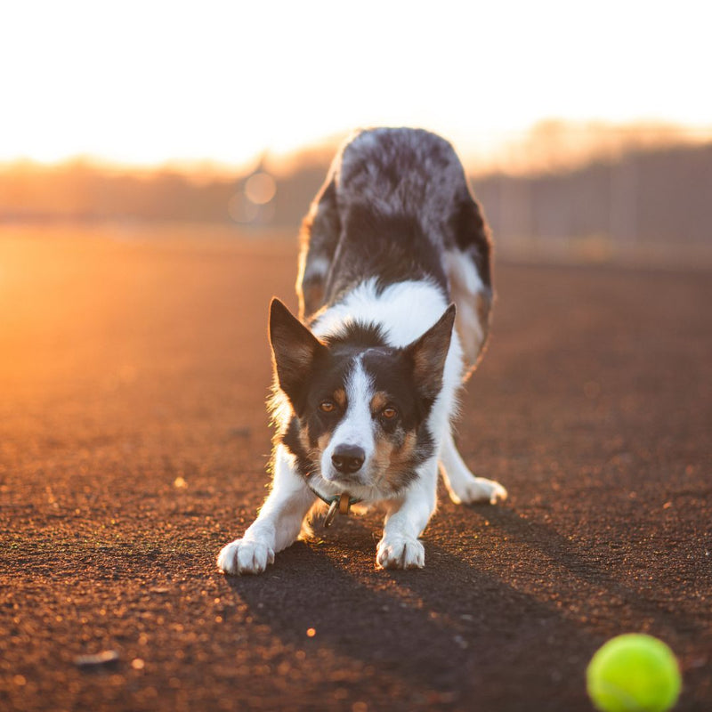 australia working dog with arthritis 