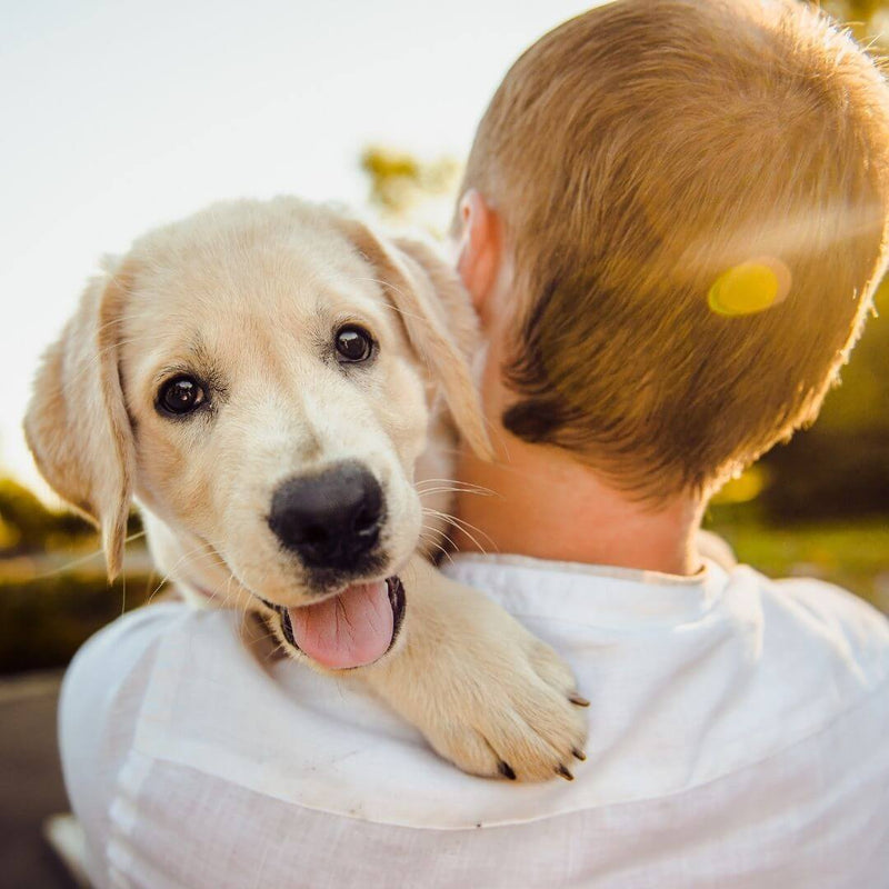 cute dog lying on back