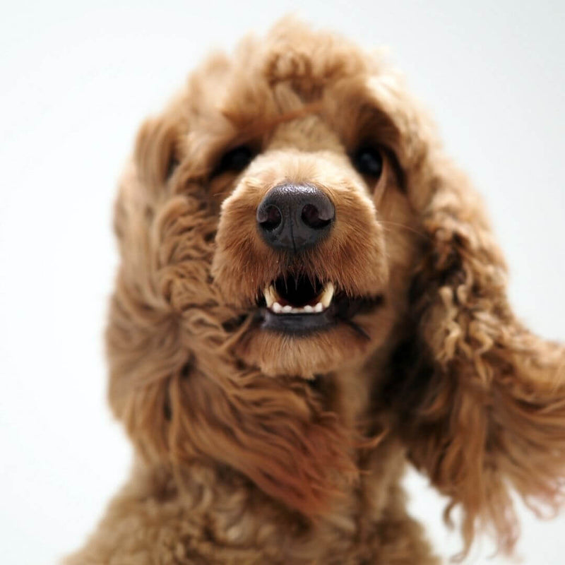 golden retriever, poodle, groodle, dog grooming, long ear dog