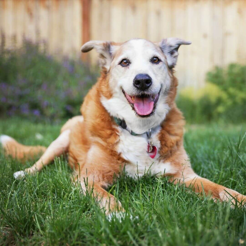 how to care for senior dogs 