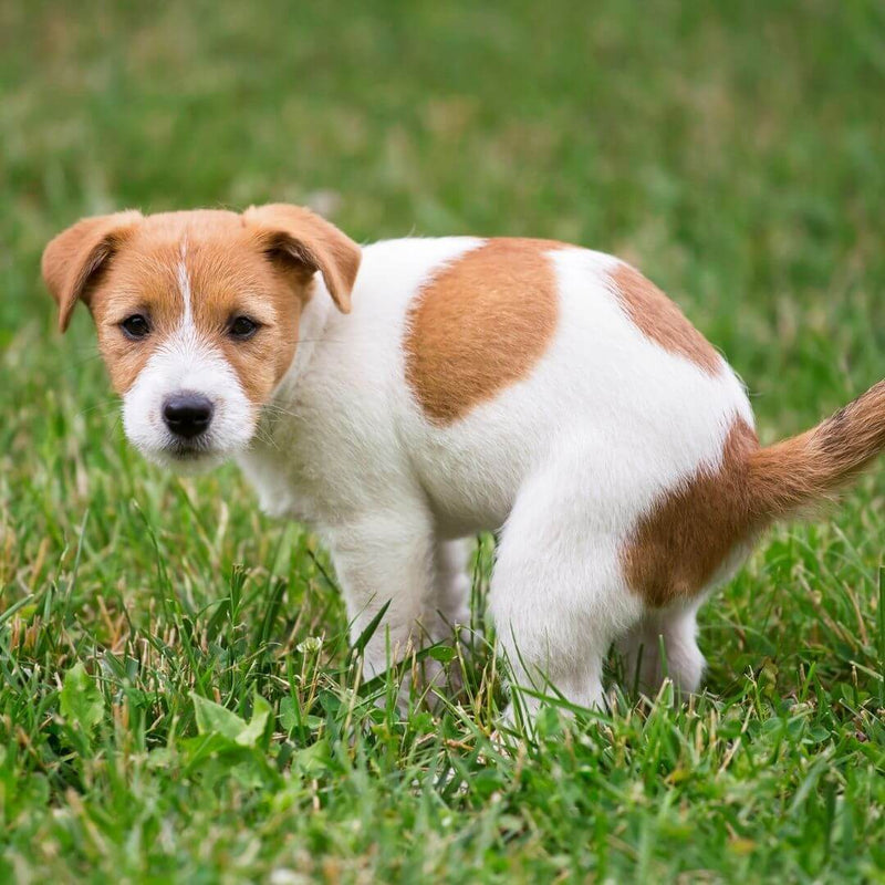 dog poop, dog mess, toilet training dog, dog diarrhoea 