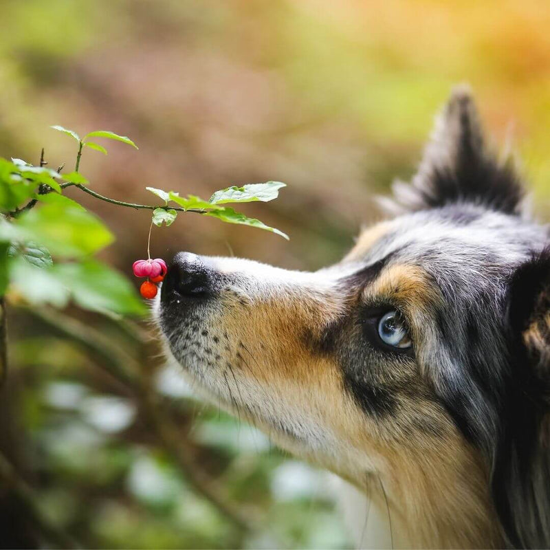 plants that dogs can't eat, which plants are poisonous to dogs