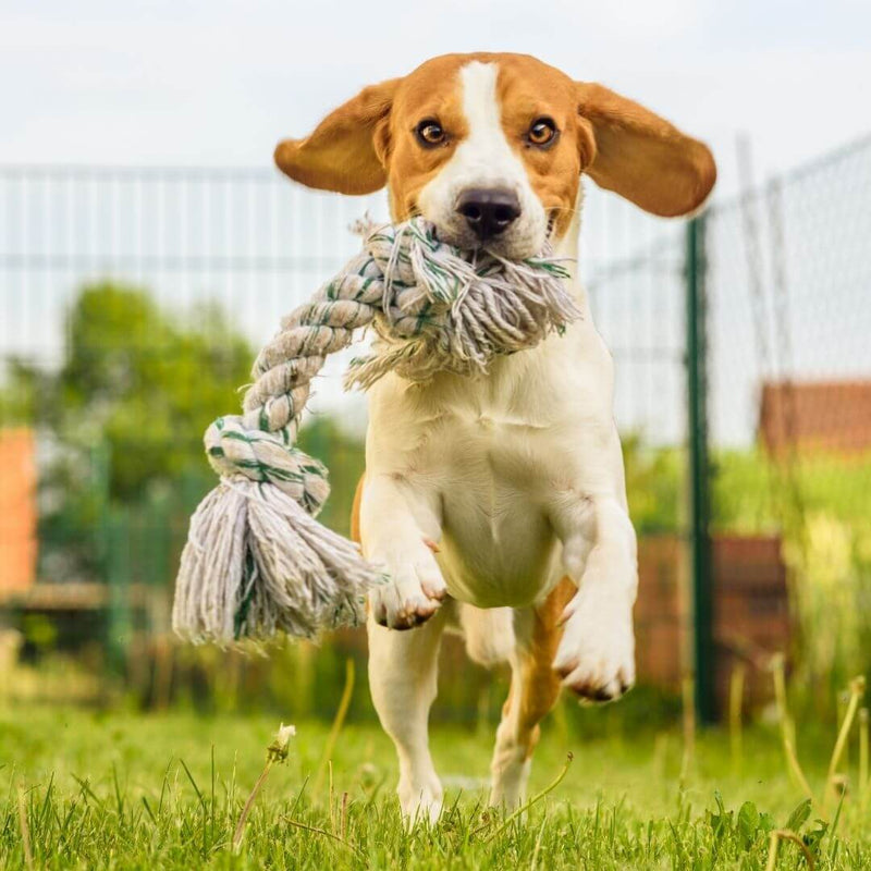 mental stimulation games for dogs to keep them busy