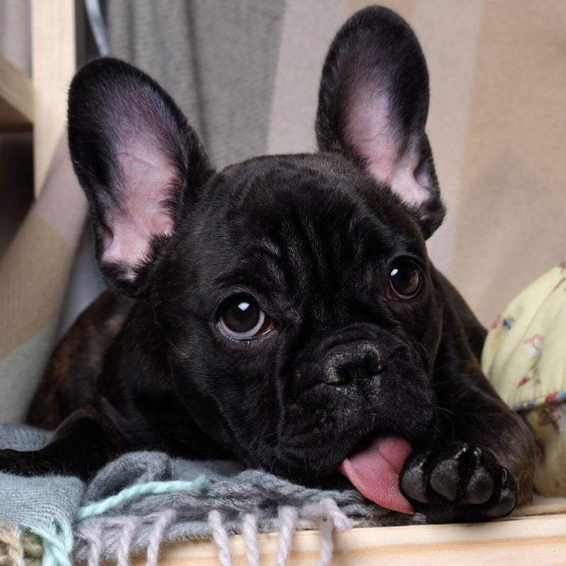 french bulldog licking paws