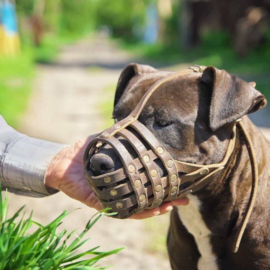 Muzzle shops for separation anxiety