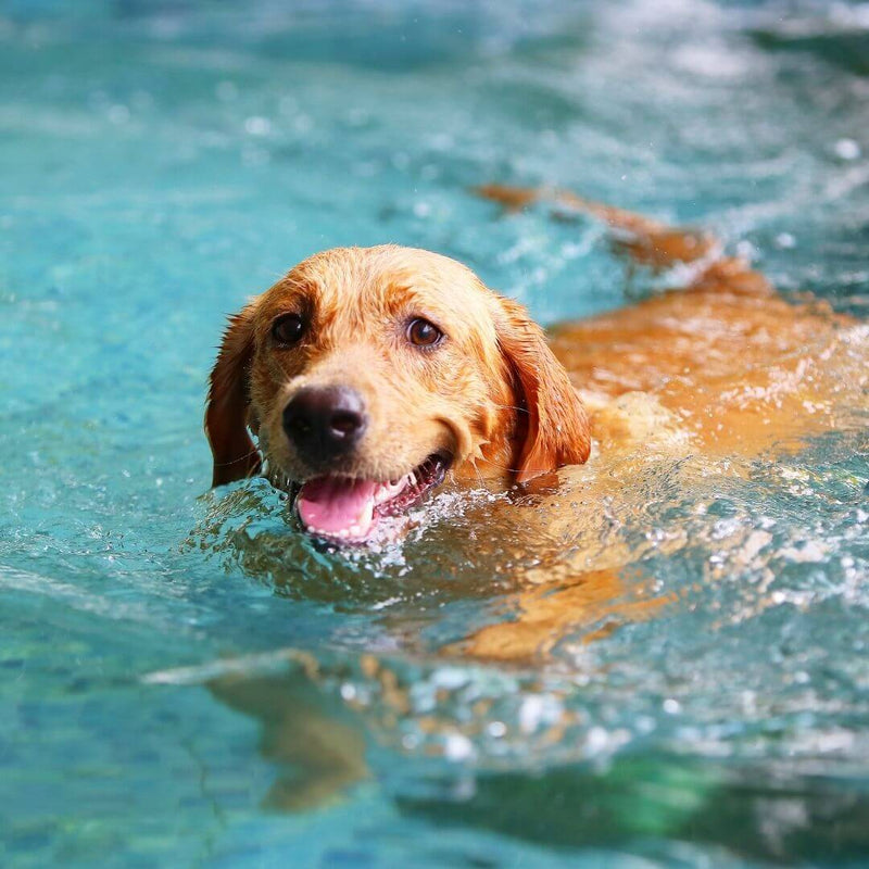 Dog friendly places in Australia, Dog parks, Dog Beach