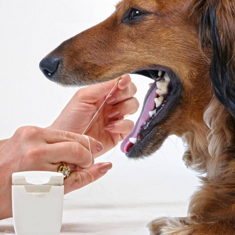 dachshund, dog dental, dog teeth, dog dental care, how to car for dog's teeth