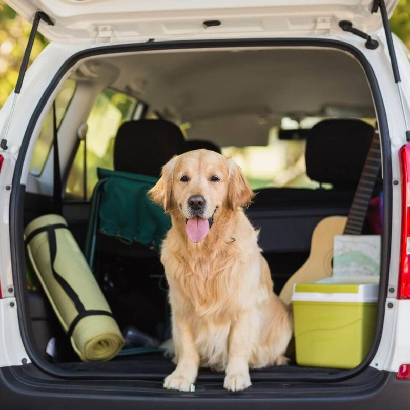 pet travel tips for travelling with dogs vacation