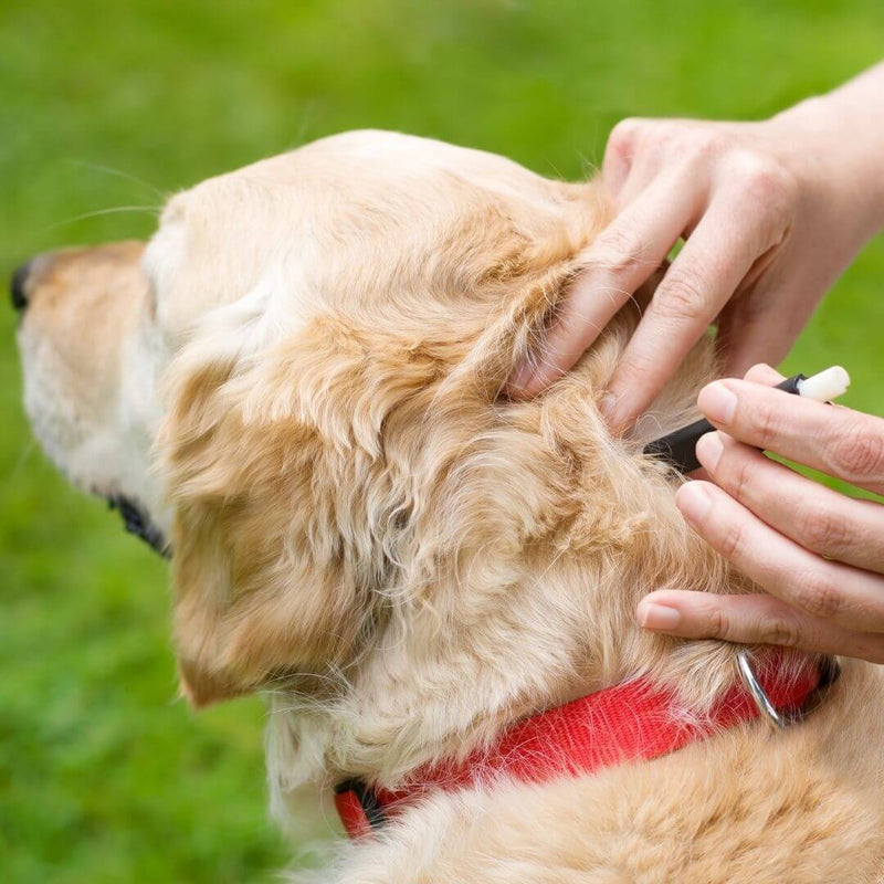 dogs fleas and ticks parasite prevention and treatment 