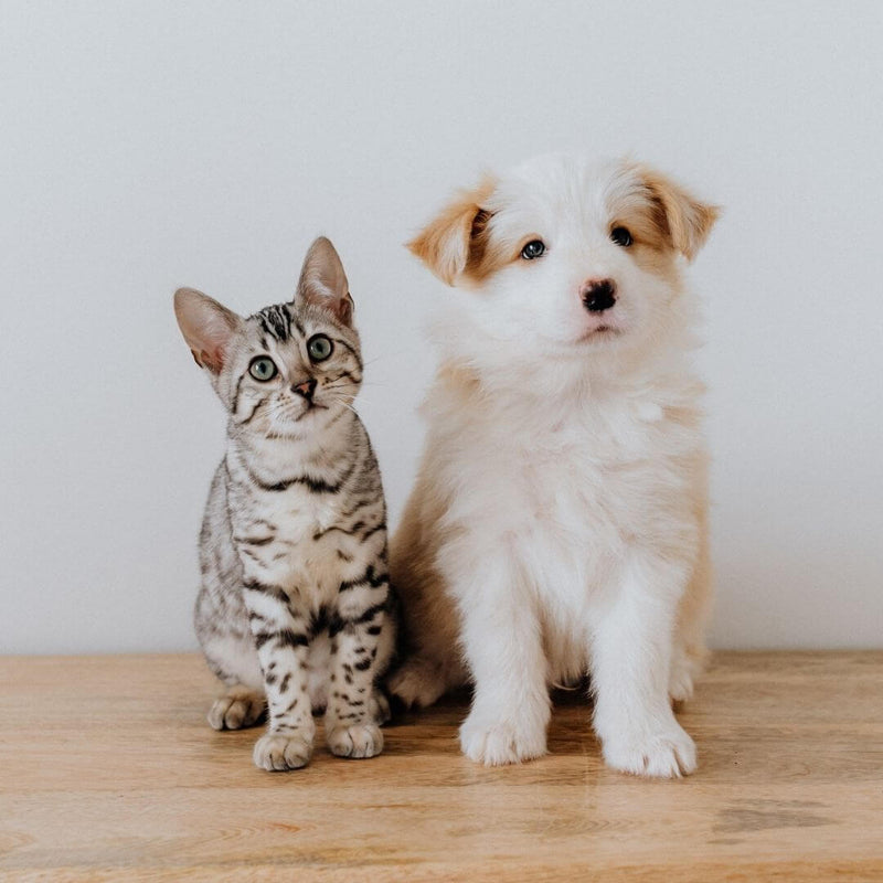 introducing your dog to a new cat