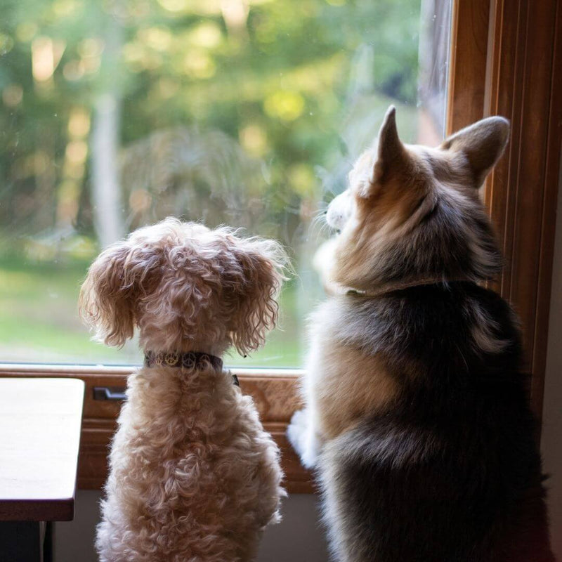 dogs waiting for owners to come home, dogs staring out the window