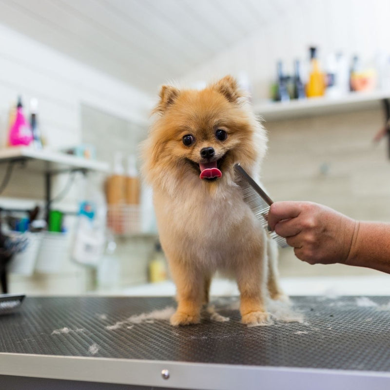 dog grooming, small dog breed grooming