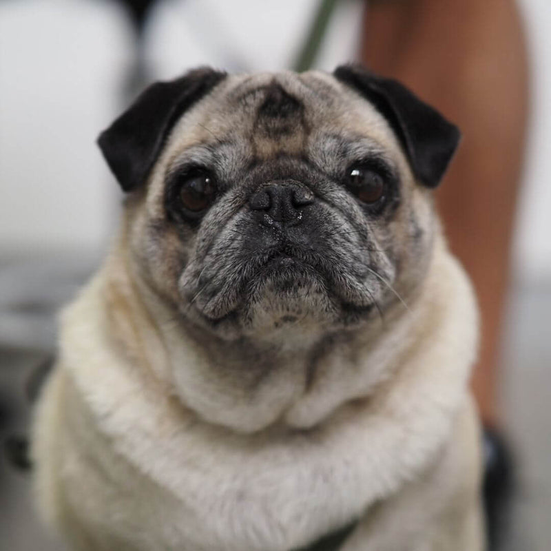 pug, puppy pug, small dog breed, fawn pug