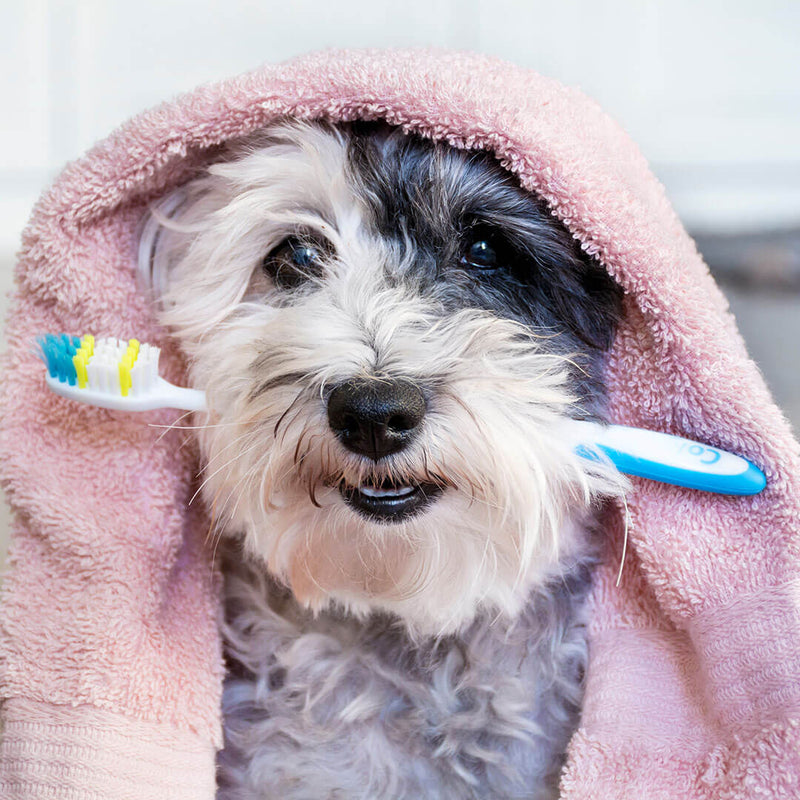 Dog Teeth Cleaning: How To Properly Clean Your Dog's Teeth