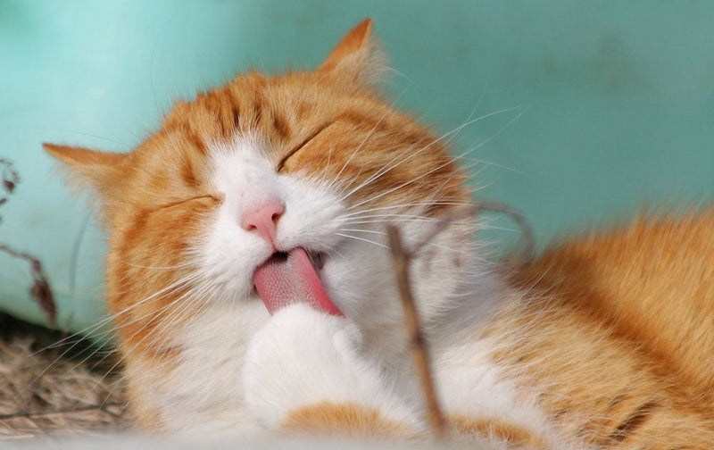 Cats with Skin Conditions:  Causes, Symptoms & Treatment
