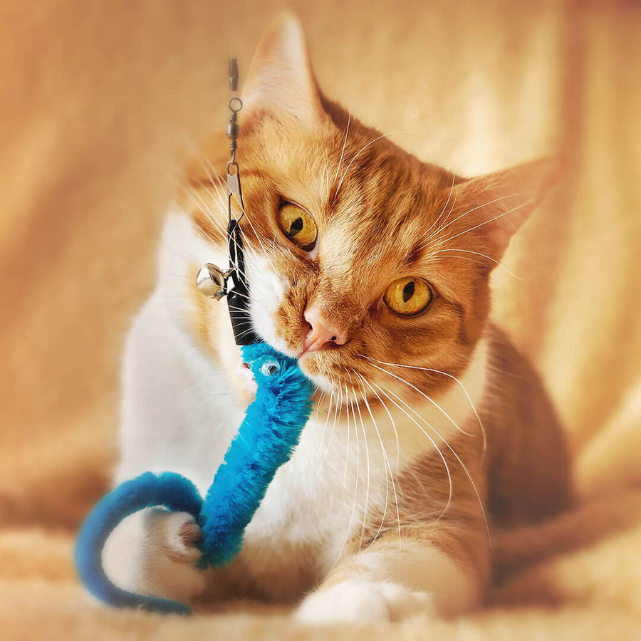 Most stimulating cat toys shops