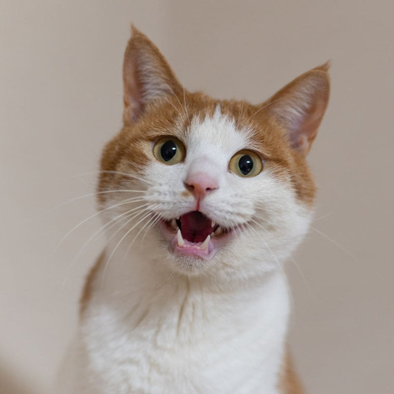 Pets & Dental Care: Why You Shouldn't Skip It