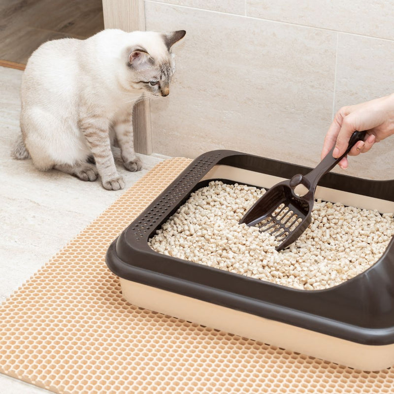 how to treat cat uti