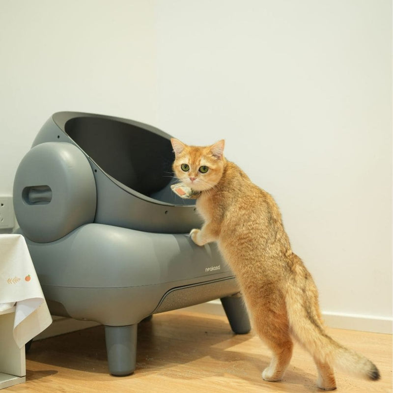 Why Male Cats Are At More Risk of Urinary Blockage