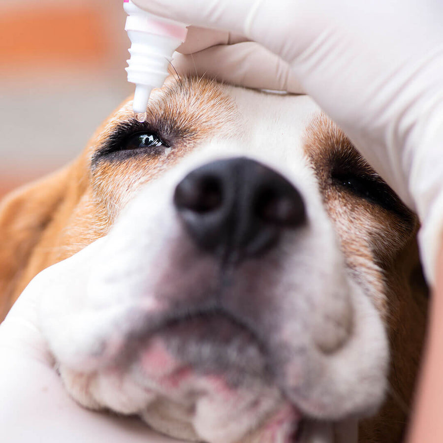 Dog conjunctivitis treatment over the counter hotsell