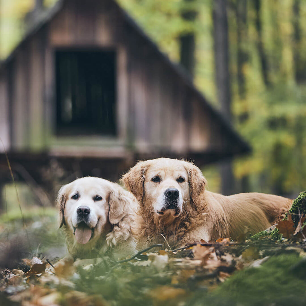 Dog Arthritis Supplements How Will They Help Your Pet? Petz Park