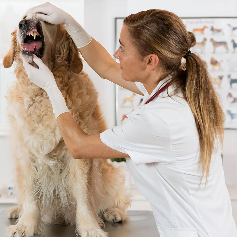 Dog Dental Care