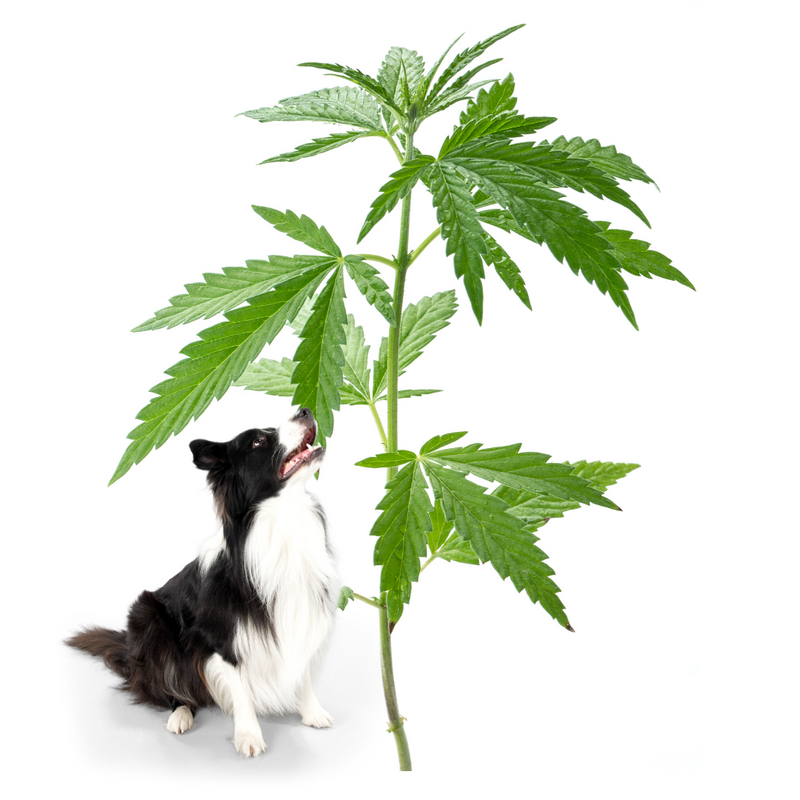 dog with hemp plant