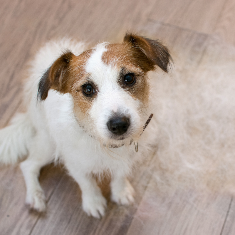 How to Stop Your Dog Moulting: 5 Proven Shedding Methods | Petz Park